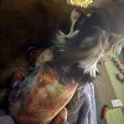 ヒメ日記 2026/03/24 15:30 投稿 らん ちゃんこ摂津・茨木店