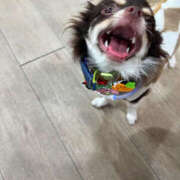 ヒメ日記 2026/03/28 17:00 投稿 らん ちゃんこ摂津・茨木店