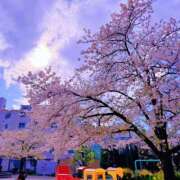 ヒメ日記 2025/04/07 12:17 投稿 愛沢めい アロマピュアン錦糸町（シンデレラグループ）