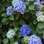 ヒメ日記 2025/06/07 19:45 投稿 愛沢めい アロマピュアン錦糸町（シンデレラグループ）