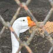 ヒメ日記 2025/03/19 22:33 投稿 れな ぽっちゃり巨乳素人専門横浜関内伊勢佐木町ちゃんこ