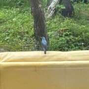 れな しゅっっきん！！！！ ぽっちゃり巨乳素人専門横浜関内伊勢佐木町ちゃんこ