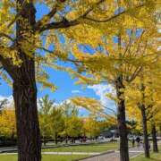 ヒメ日記 2025/11/03 16:11 投稿 かすみ 出会い系人妻ネットワーク 五反田～品川編