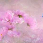 ヒメ日記 2025/01/25 00:15 投稿 森本 MadameRest(マダムレスト)