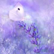 ヒメ日記 2025/01/27 00:52 投稿 森本 MadameRest(マダムレスト)