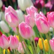 ヒメ日記 2025/02/21 15:43 投稿 森本 MadameRest(マダムレスト)