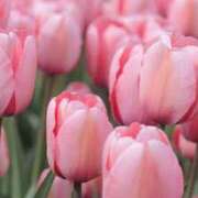 ヒメ日記 2025/02/27 08:32 投稿 森本 MadameRest(マダムレスト)