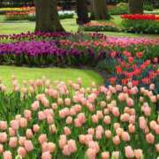 ヒメ日記 2025/03/01 08:24 投稿 森本 MadameRest(マダムレスト)