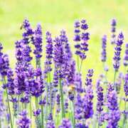 ヒメ日記 2025/03/05 08:24 投稿 森本 MadameRest(マダムレスト)