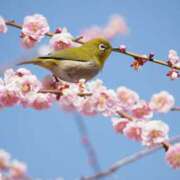 ヒメ日記 2025/03/20 08:52 投稿 森本 MadameRest(マダムレスト)