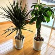 ヒメ日記 2025/03/24 18:15 投稿 森本 MadameRest(マダムレスト)