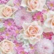 ヒメ日記 2025/03/26 08:24 投稿 森本 MadameRest(マダムレスト)