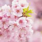 ヒメ日記 2025/04/02 08:52 投稿 森本 MadameRest(マダムレスト)