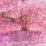 ヒメ日記 2025/04/06 08:52 投稿 森本 MadameRest(マダムレスト)