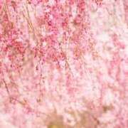 ヒメ日記 2025/04/07 14:52 投稿 森本 MadameRest(マダムレスト)