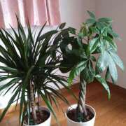 ヒメ日記 2025/04/12 16:32 投稿 森本 MadameRest(マダムレスト)