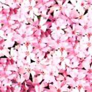 ヒメ日記 2025/04/14 10:52 投稿 森本 MadameRest(マダムレスト)