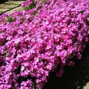 ヒメ日記 2025/04/16 12:24 投稿 森本 MadameRest(マダムレスト)