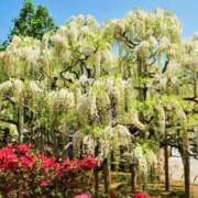 ヒメ日記 2025/04/27 18:52 投稿 森本 MadameRest(マダムレスト)