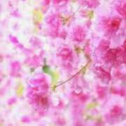 ヒメ日記 2025/05/01 08:32 投稿 森本 MadameRest(マダムレスト)