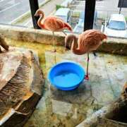 ヒメ日記 2025/06/02 16:52 投稿 森本 MadameRest(マダムレスト)