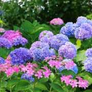 ヒメ日記 2025/06/12 06:52 投稿 森本 MadameRest(マダムレスト)