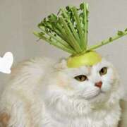 ヒメ日記 2025/06/15 15:01 投稿 森本 MadameRest(マダムレスト)