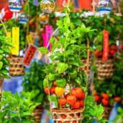 ヒメ日記 2025/07/10 09:52 投稿 森本 MadameRest(マダムレスト)