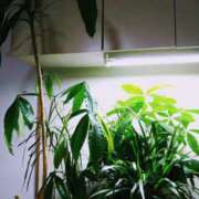 ヒメ日記 2025/07/29 21:52 投稿 森本 MadameRest(マダムレスト)