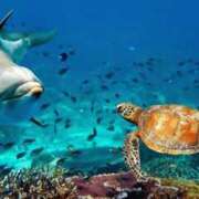 ヒメ日記 2025/07/30 00:32 投稿 森本 MadameRest(マダムレスト)