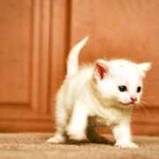 ヒメ日記 2025/08/08 04:56 投稿 森本 MadameRest(マダムレスト)