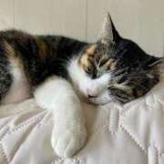 ヒメ日記 2025/08/20 01:15 投稿 森本 MadameRest(マダムレスト)