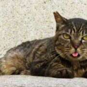 ヒメ日記 2025/08/24 15:24 投稿 森本 MadameRest(マダムレスト)