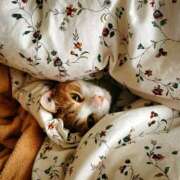 ヒメ日記 2025/10/12 00:56 投稿 森本 MadameRest(マダムレスト)