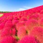 ヒメ日記 2025/10/17 12:15 投稿 森本 MadameRest(マダムレスト)