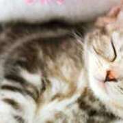 ヒメ日記 2025/10/28 08:52 投稿 森本 MadameRest(マダムレスト)