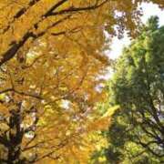 ヒメ日記 2025/11/20 12:00 投稿 森本 MadameRest(マダムレスト)