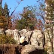 ヒメ日記 2025/11/20 13:16 投稿 森本 MadameRest(マダムレスト)