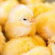 ヒメ日記 2025/11/24 13:15 投稿 森本 MadameRest(マダムレスト)