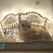 ヒメ日記 2025/11/24 20:15 投稿 森本 MadameRest(マダムレスト)