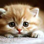 ヒメ日記 2025/11/26 15:57 投稿 森本 MadameRest(マダムレスト)