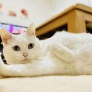 ヒメ日記 2026/01/29 17:52 投稿 森本 MadameRest(マダムレスト)