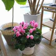 ヒメ日記 2026/03/26 12:15 投稿 森本 MadameRest(マダムレスト)