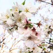 ヒメ日記 2026/03/31 15:45 投稿 森本 MadameRest(マダムレスト)