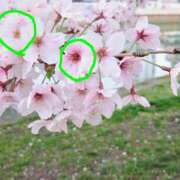 ヒメ日記 2026/04/04 12:43 投稿 森本 MadameRest(マダムレスト)