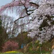 ヒメ日記 2026/04/07 12:24 投稿 森本 MadameRest(マダムレスト)