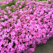 ヒメ日記 2026/04/15 15:40 投稿 森本 MadameRest(マダムレスト)