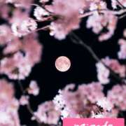 ヒメ日記 2025/04/18 00:12 投稿 月岡美里 五十路マダム 郡山店