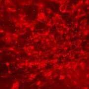 ヒメ日記 2025/01/29 12:38 投稿 桃瀬りく 聖リッチ女学園