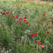 ヒメ日記 2025/05/06 16:56 投稿 せら non-non 神田(ノンノン神田)